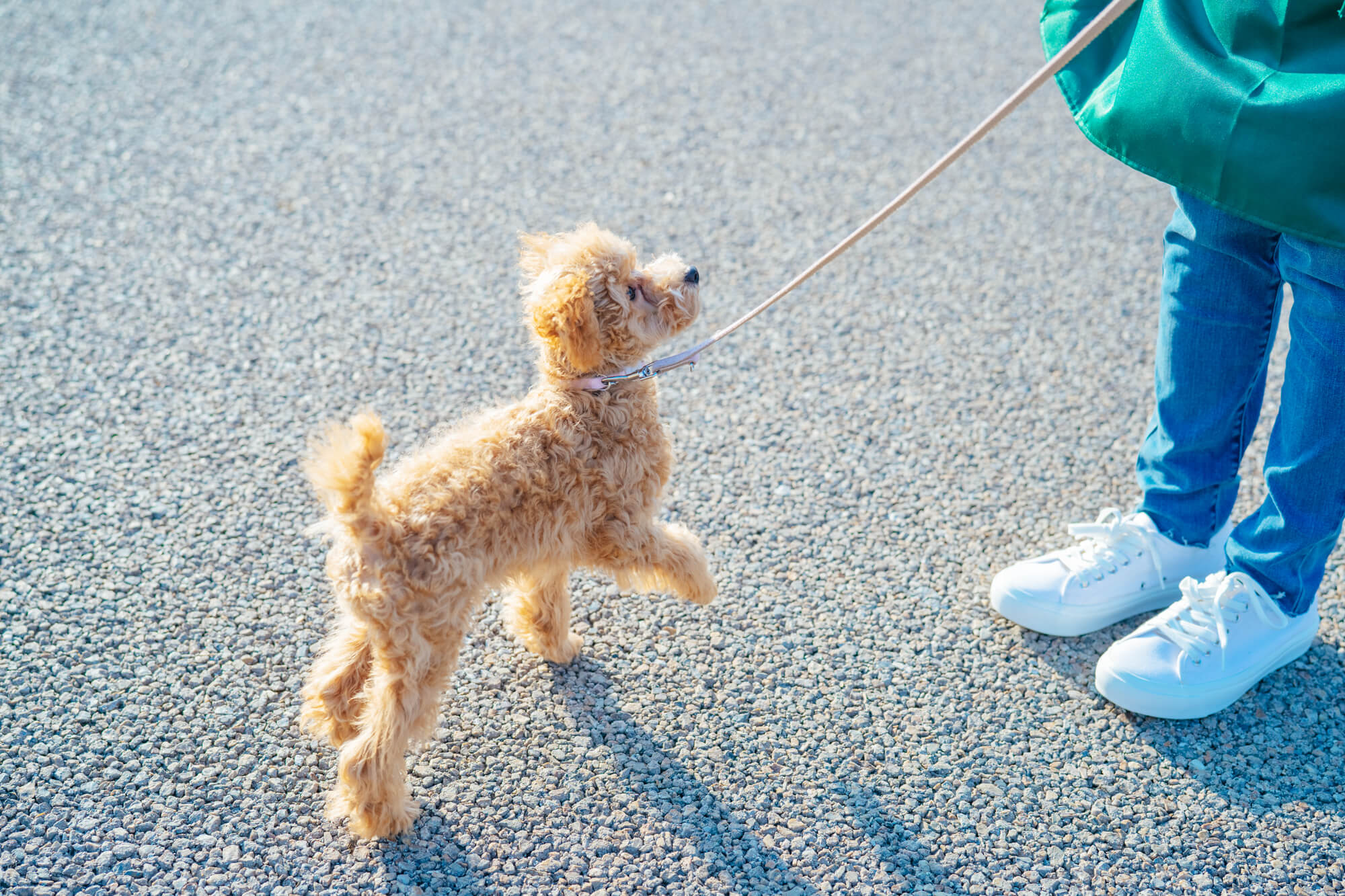 愛犬用リードは国内にも海外にも人気のブランドがいっぱい！お気に入りのブランドを探してみよう！